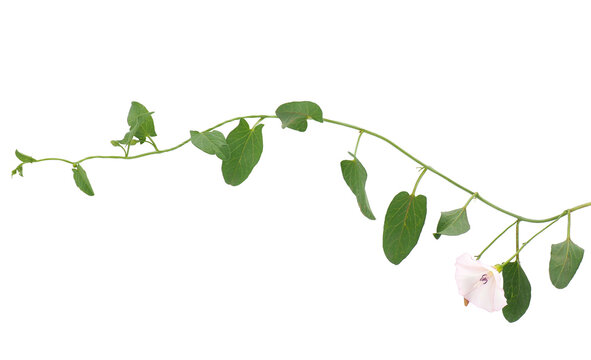 Field bindweed isolated on white background, Convolvulus arvensis