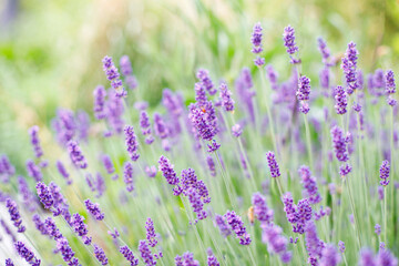 Naklejka premium lavender bloom in summer close-up.