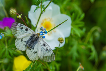 Clouded Apollo butterfly Parnassius mnemosyne in a flowery meadow. Butterfly head in yellow pollen