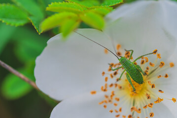 Spotted bush cricket nymph, Leptophyes punctatissima on a white rosehip flower.