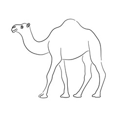 Sketch drawing of a Camel isolated on a white background. Vector illustration.