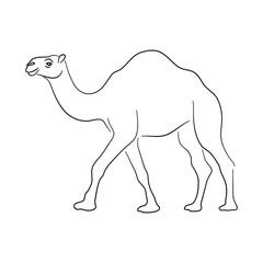 Camel illustration in doodle style. Vector isolated on a white background.