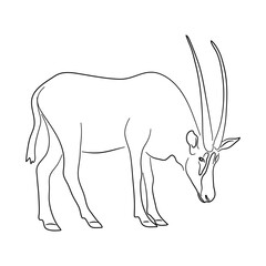 Oryx illustration in doodle style. Vector isolated on a white background.