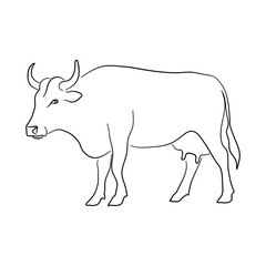 Sketch drawing of a Cow isolated on a white background. Vector illustration.