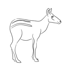 Sketch drawing of a Okapi isolated on a white background. Vector illustration.