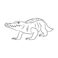 Sketch drawing of a Alligator isolated on a white background. Vector illustration.