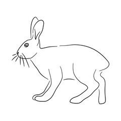 Hare illustration in doodle style. Vector isolated on a white background.