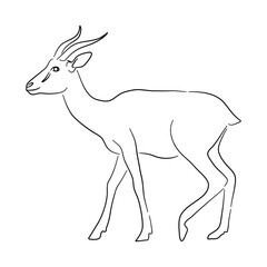 Sketch drawing of a Antelope isolated on a white background. Vector illustration.