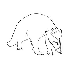 Badger illustration in doodle style. Vector isolated on a white background.