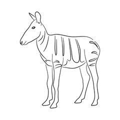 Okapi illustration in doodle style. Vector isolated on a white background.