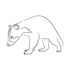 Sketch drawing of a Badger isolated on a white background. Vector illustration.