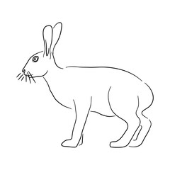 Sketch drawing of a Hare isolated on a white background. Vector illustration.