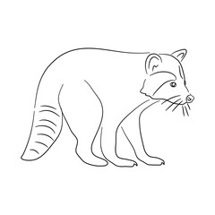 Sketch drawing of a Raccoon isolated on a white background. Vector illustration.