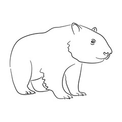 Sketch drawing of a Wombat isolated on a white background. Vector illustration.