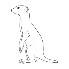 Sketch drawing of a Meerkat isolated on a white background. Vector illustration.