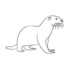 Sketch drawing of a Otter isolated on a white background. Vector illustration.