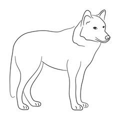 Wolf illustration in doodle style. Vector isolated on a white background.