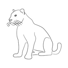 Sketch drawing of a Panther isolated on a white background. Vector illustration.