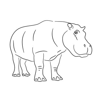 Hippopotamus illustration in doodle style. Vector isolated on a white background.