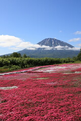 俱知安町 芝桜と羊蹄山
