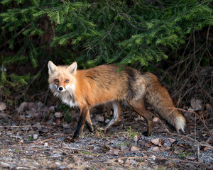 Red Fox Photo Stock. Fox Image.  Close-up profile side view in the spring season with spruce needle tree background and looking at camera in its environment and habitat. Picture. Portrait.