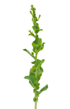 Prickly lettuce isolated on white background, Lactuca serriola