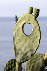 Un coeur taillé dans une feuille de cactus en bord de mer, une belle preuve d'amour