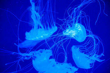 marine animal in seabed deep undersea. jelly fish has tentacle. fluorescent medusa in neon color....