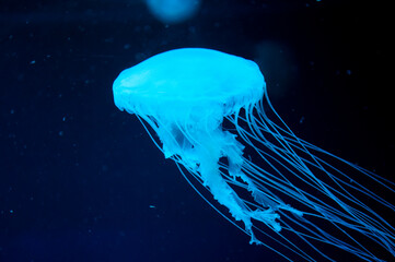 aquatic sea jelly wildlife. marine animal in seabed deep undersea. jelly fish has tentacle....