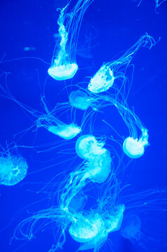 aquatic sea jelly wildlife. marine animal in seabed deep undersea. jelly fish has tentacle. fluorescent glowing medusa in neon color. jellyfish in ocean. aquarium with jellyfish. Aquarium showcase