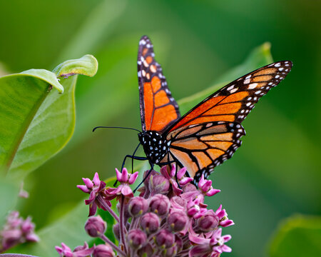 Butterfly Photo and Image. Monarch Butterfly sipping or drinking nectar from a milkweed plant with a blur green background in its environment.