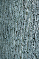 Obraz premium Bark of an oak tree with texture and pattern, natural rough background with copy space for text