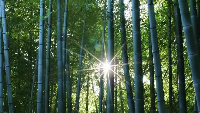 Sun rays shining through bamboo forest