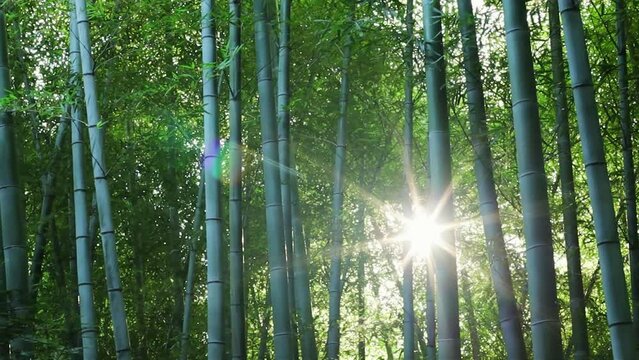 Sun rays shining through bamboo forest