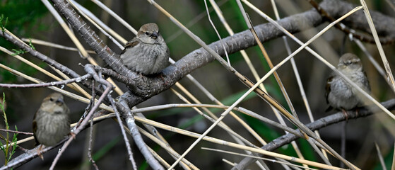 Spanish Sparrows // Weidensperlinge (Passer hispaniolensis) - Evros Delta, Greece