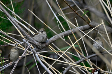 Spanish Sparrows // Weidensperlinge (Passer hispaniolensis) - Evros Delta, Greece