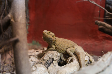Bartagame