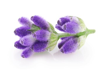 Lavender flowers isolated on white background