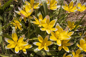 Fototapeta na wymiar Wild flowers in the park