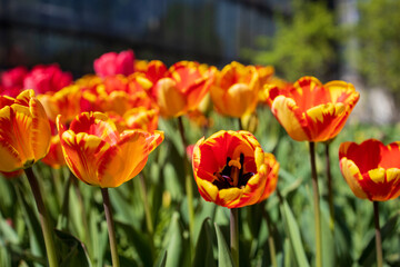 Wild flowers in the park