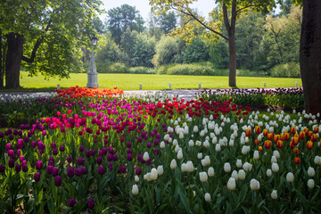 Wild flowers in the park