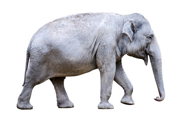 Fototapeta na wymiar one asian elephant (Elephas maximus) PNG file