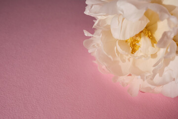 Bouquet of stylish peonies close-up. Pink peony flowers. Close-up of flower petals. Floral greeting card or wallpaper. Delicate abstract floral pastel background