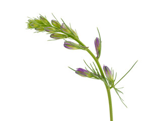 Oriental knight’s spur flower buds isolated on white background, Consolida orientalis