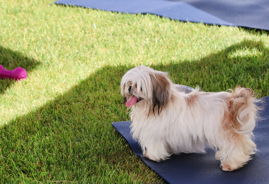 shih tzu on yoga mat