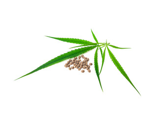Cannabis seeds that are ready to be planted and bred. placed on a white background.