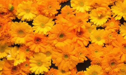 Calendula flowers (common marigold) background and seamless pattern. Floral web banner. Wedding day, mother's day, women's day concept. 