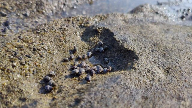 small sea creatures and shells that move, sea water texture background, conch conch