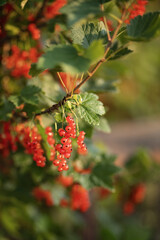 Photo of a red currant bush in the garden.