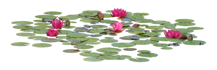 Water lily or Lotus flower, PNG, isolated on transparent background